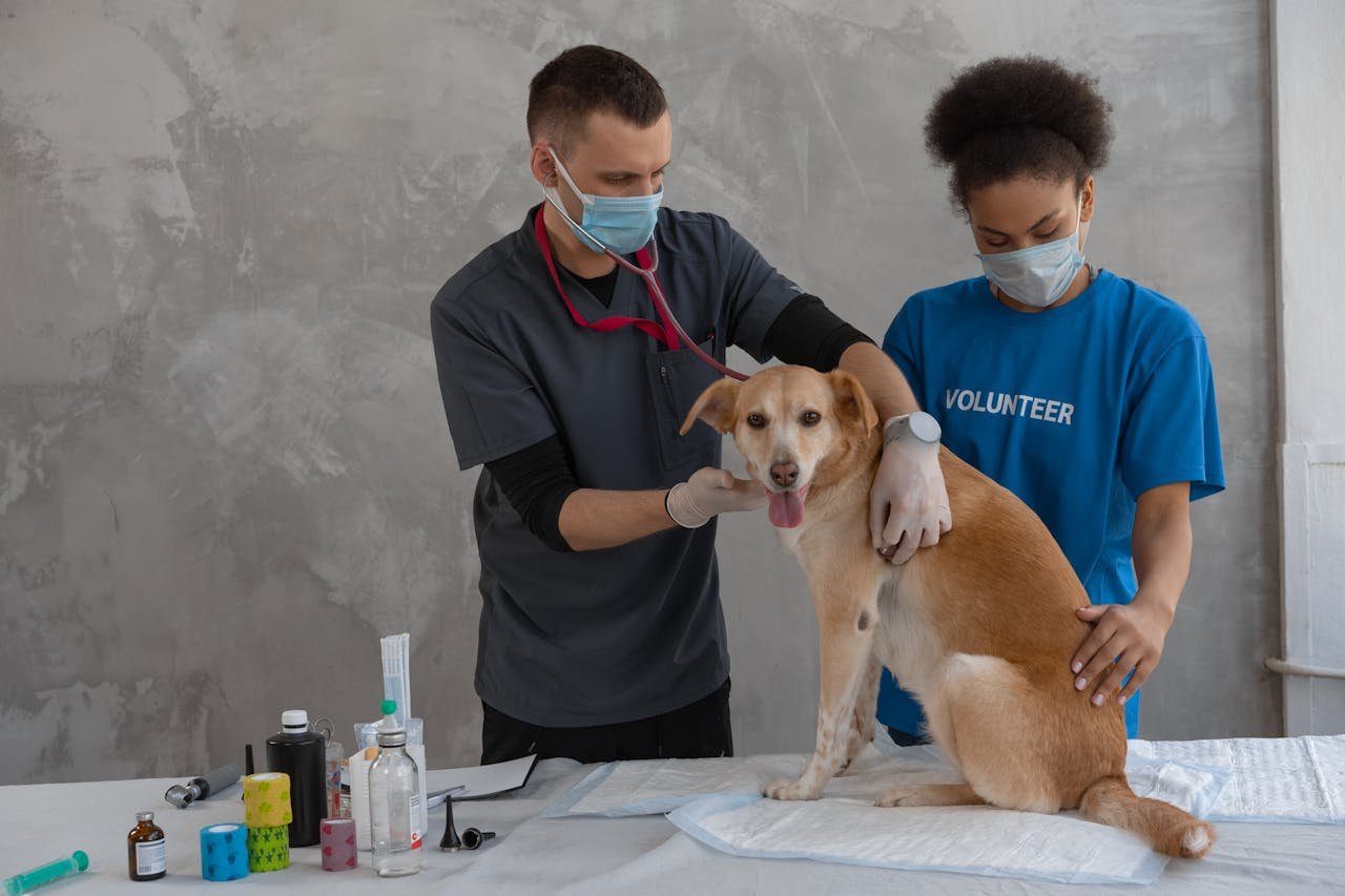 Vet and volunteer examining a dog in a clinic. Professional healthcare assistance.