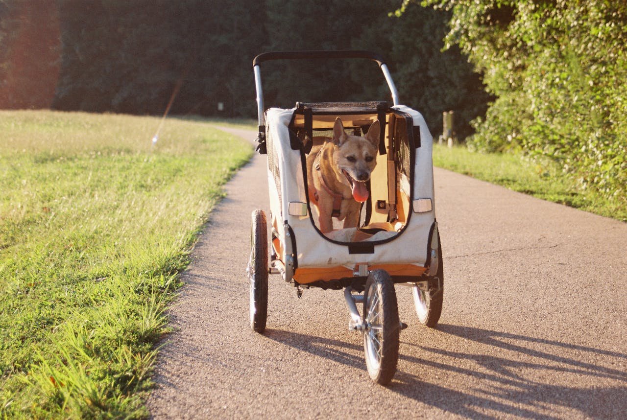 Cute dog in a bicycle trailer on a sunny park path, enjoying a summer day.
